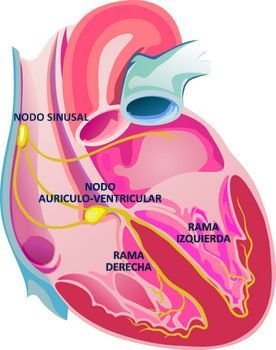 El sistema de conduccion del corazon transmite el estimulo electrico para que el corazon se contraiga.